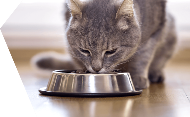 Comprar Alimentação para gatos Online
