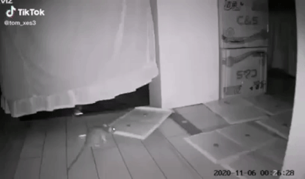 Camera ghi cảnh chuột dọn dẹp bẫy
