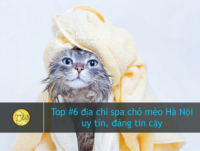 TOP #6 địa chỉ Spa chó mèo Hà Nội uy tín nhất hiện nay