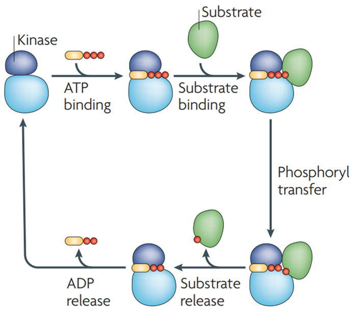 Overall Solutions for Kinases - CD BioSciences