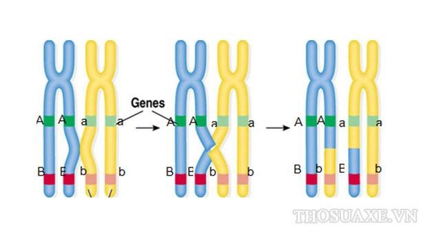 [Sinh học 9 - Bài 12] Di truyền liên kết là gì? Khái niệm & ý nghĩa