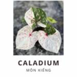 Caladium VN